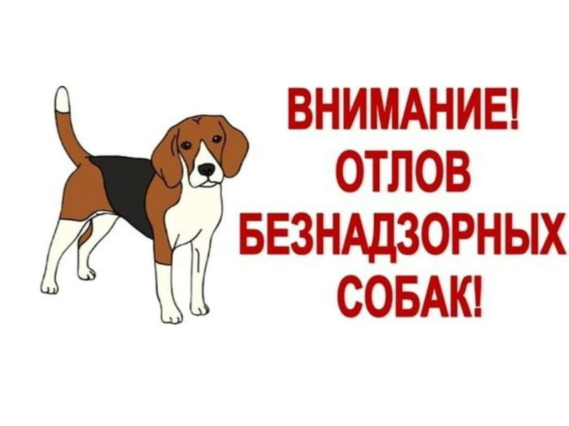 Отлов безнадзорных животных.
